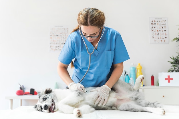 Foto veterinario femminile che esamina un cane con uno stetoscopio in clinica