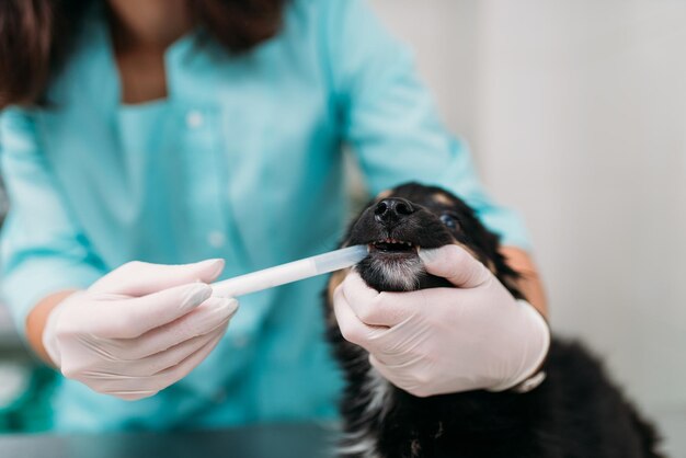 여성 수의사가 클리닉에서 개 치아를 검사하고 있습니다.