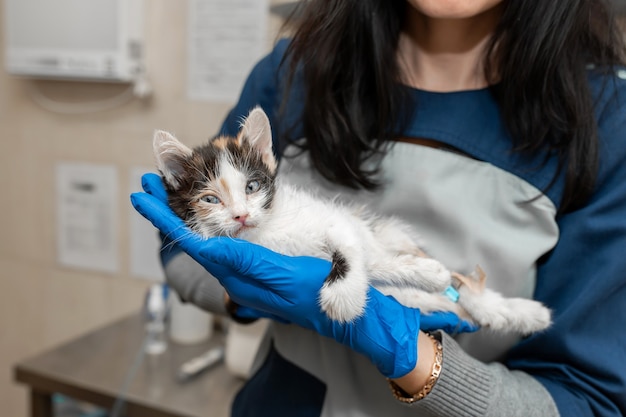 女性獣医は病気の子猫を手に持っています。