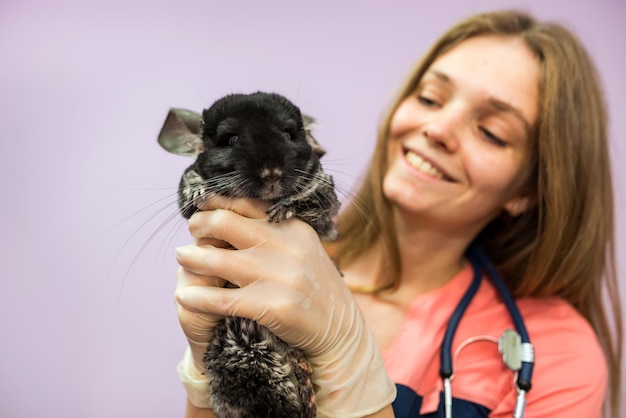 Female veterinarian holding a chinchilla in her arms in a veterinary clinic