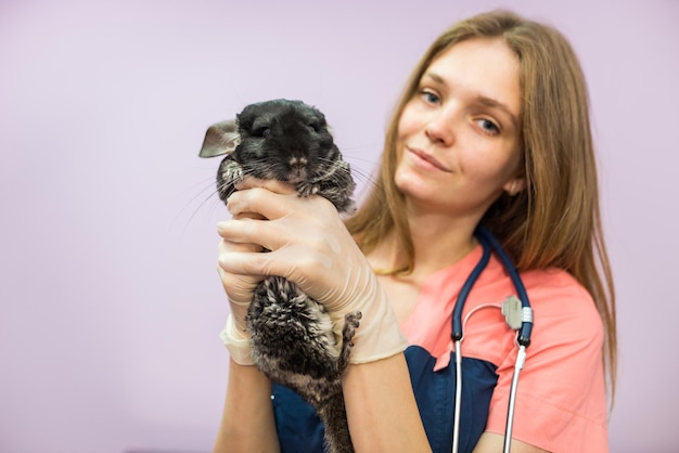 Female veterinarian holding a chinchilla in her arms in a veterinary clinic