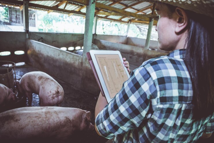 फोटो female veterinarian inspecting pigs in shed