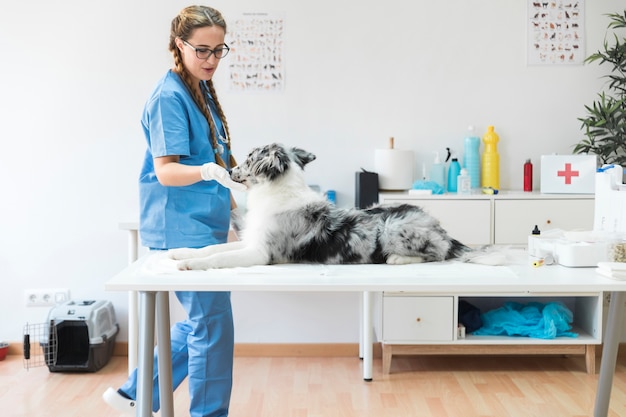 Фото Женский ветеринар, любящий собака, лежащий на столе в клинике