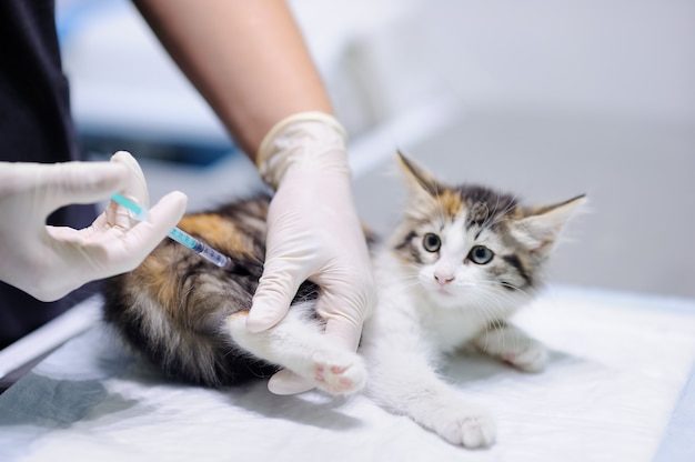귀여운 새끼 고양이에 대한 주입을주는 여성 수의학 의사. 주사기에 초점