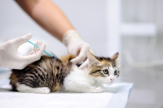 귀여운 새끼 고양이에 대한 주사를주는 여성 수의사 의사