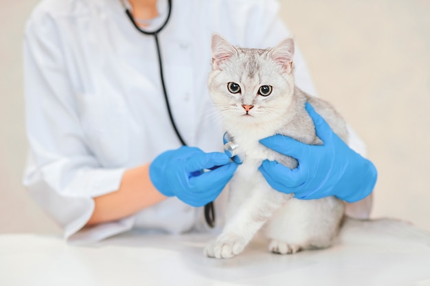 Foto medico veterinario femminile che utilizza uno stetoscopio per il simpatico gatto cincillà argento dritto scozzese
