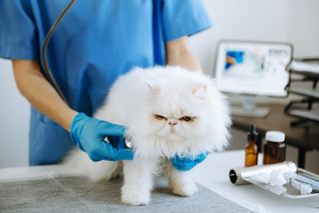 Фото Женщина-ветеринар использует стетоскоп для милого котенка и чистит уши животных в больнице для животныхxa