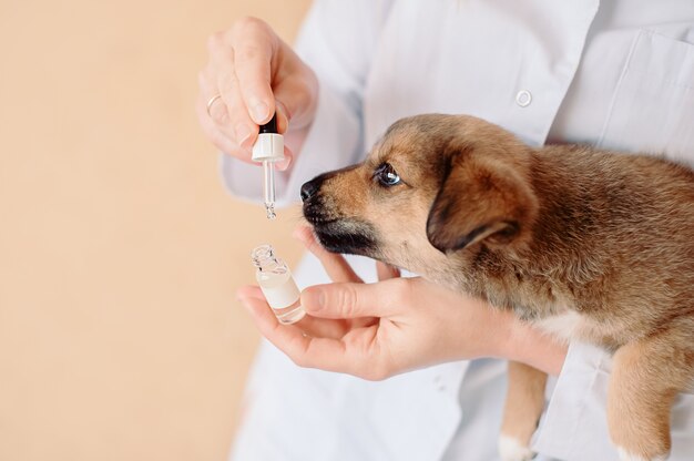 Photo female veterinary doctor with drops and little mongrel puppy in hands at animal clinic