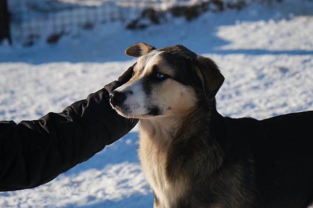 Female Volunteer at shelter takes care of young dog Alaskan husky in winter aviary