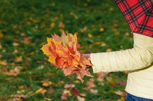 Female walk in autumn park and collect brigth maple leaf