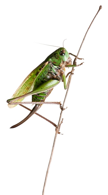 Female wart-biter (Decticus verrucivorus) is a bush-cricket