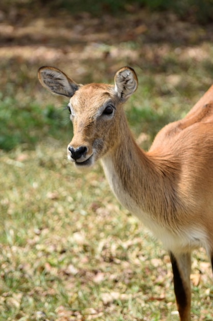 동물원에서 여성 waterbuck