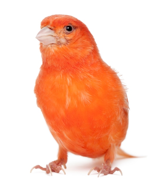 Female Waterslager, Serinus Canaria, 4 years old, in front of white background