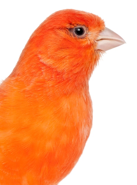 Female Waterslager Serinus Canaria 4 years old in front of white background