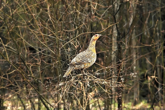 Female Western capercaillie in the branches