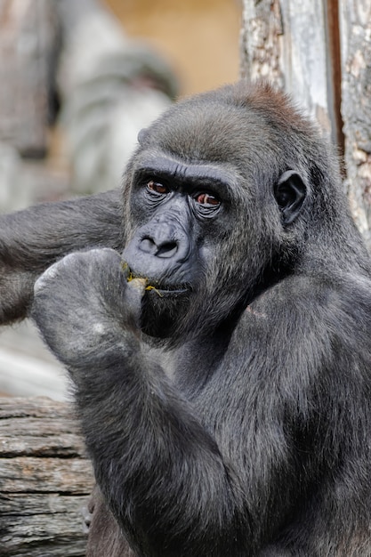 Female western lowland gorilla (Gorilla gorilla gorilla)