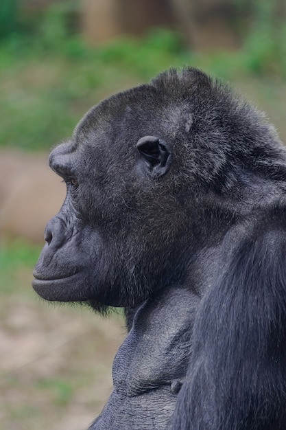 Female western lowland gorilla