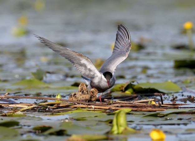 Female whiskered tern stands on the nest with chiks wit open wide wings