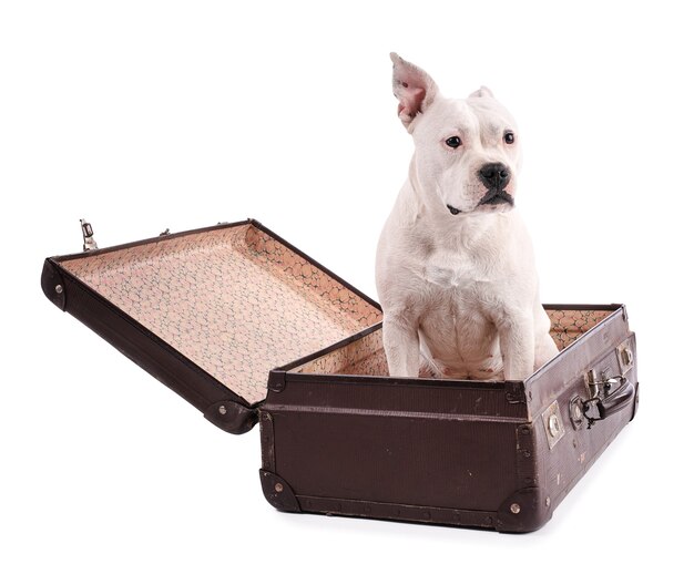 Female white american staffordshire isoled with a suitcase on white wall
