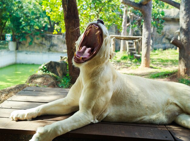 女性の白いライオンがあくびしています