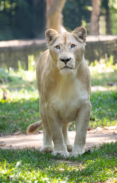 Female white lion walking on grass