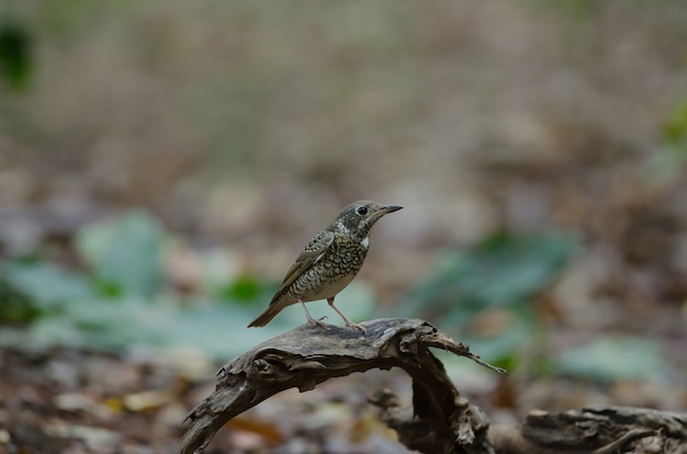 Female of white-throated Rock Thrush (Monticola gularis) in nature Thailand