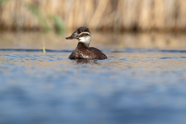 Female Whiteheaded duck in breeding plumage with the first light of dawn in a wetland in central Spain on a sunny day