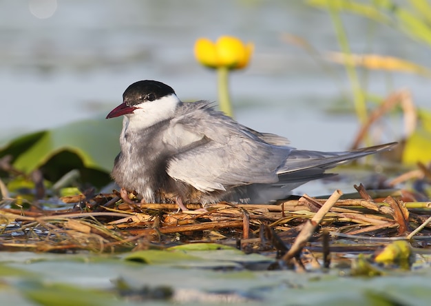 The female of the whyskered terns warms the chicks under the wings.