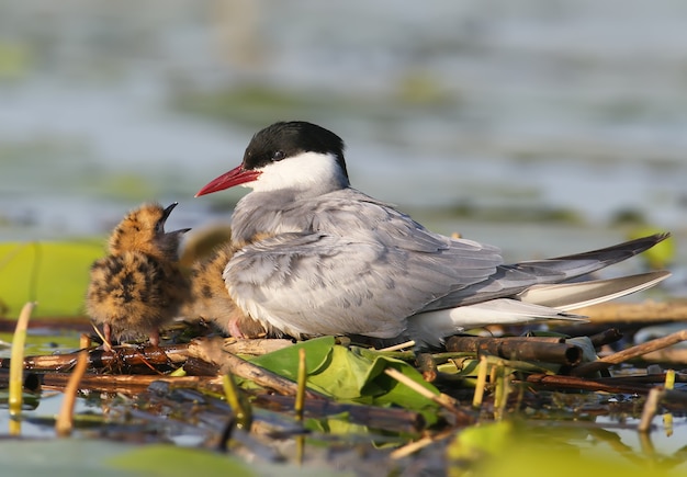 The female of the whyskered terns with a chicks