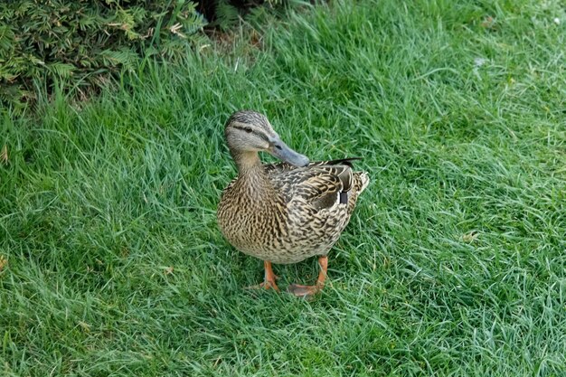 Female wild duck on green grass