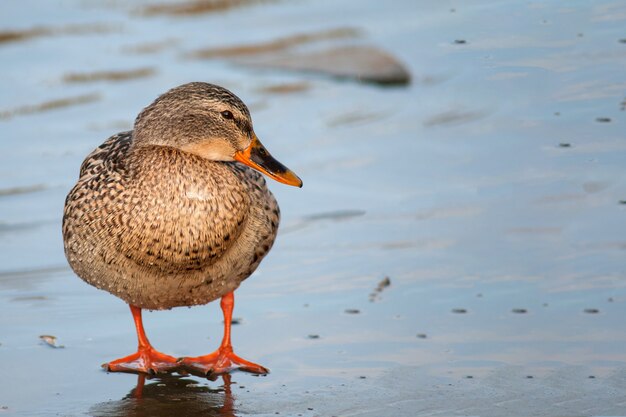 Female wild duck Mallard standing on the ice