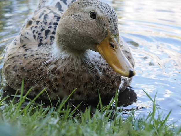 Female wild duck portrait in the lake