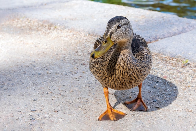 Female wild duck stands on the shore of a lake