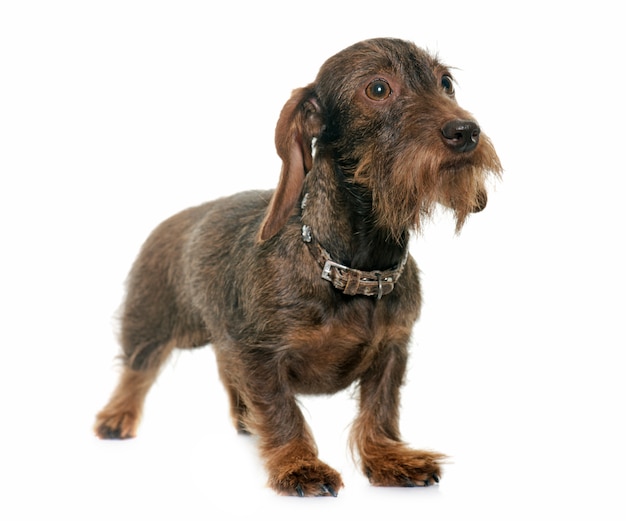 Female Wire haired dachshund