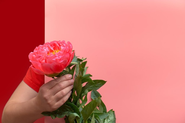 Female woman hand holding single pink peony flower from behind paper board. Trendy surprise greeting background in split two tone pink and red, copy-space.