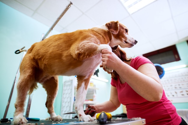 La lavoratrice in un salone animale sta tenendo la zampa di un piccolo cane marrone e bianco splendido mentre tiene le forbici.