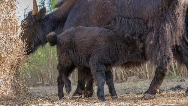 female Yak with a small calf grazes near a haystack.