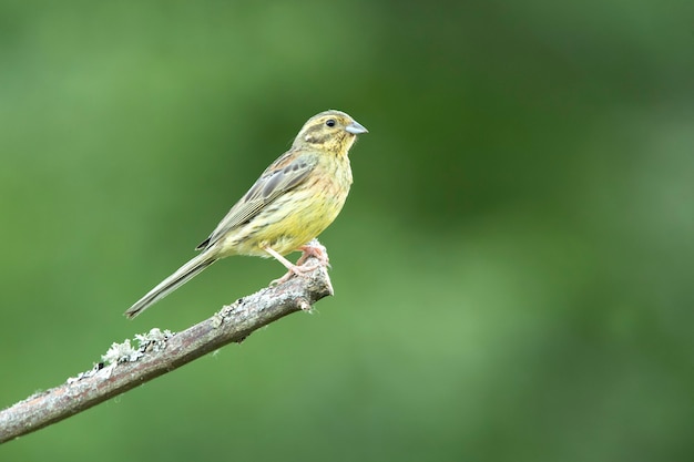 Самка Yellowhammer на своей территории размножения при последнем свете дня