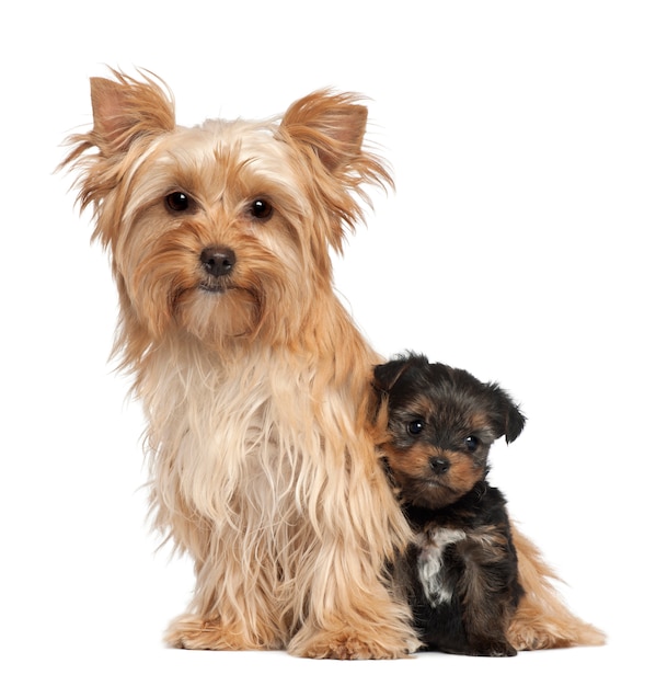 Female Yorkshire Terrier and her puppy sitting against white background