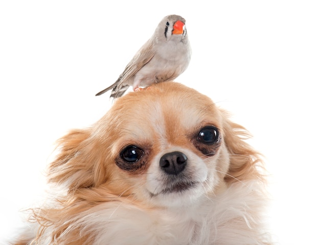 Photo female zebra finch on chihuahua