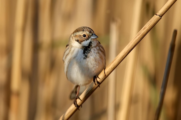 Females of common reed bunting (Emberiza schoeniclus) are photographed close-up in their natural habitat in soft morning light. Detailed photo to identify the bird.