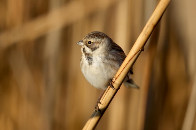 オオジュリン（Emberiza schoeniclus）のメスは、柔らかな朝の光の中で自然の生息地でクローズアップされています。鳥を識別するための詳細な写真。