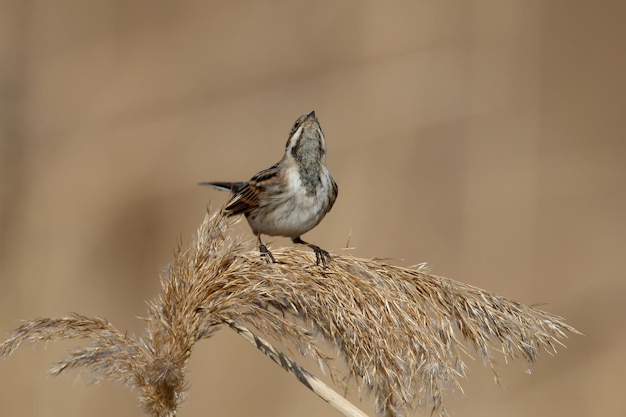 オオジュリン（Emberiza schoeniclus）のメスは、柔らかな朝の光の中で自然の生息地でクローズアップされています。鳥を識別するための詳細な写真。