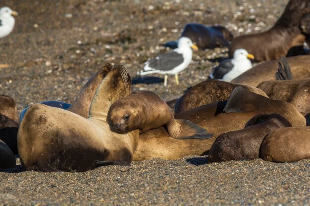 写真 ヴァルデス・パタゴニア半島のビーチで休んでいる雌の海獅子