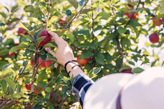 Feminine hand picking up apple from the tree on the farm season harvest