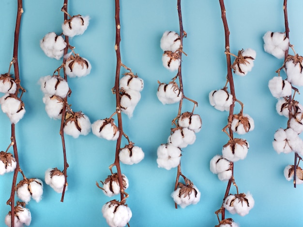 Sfondo azzurro femminile con ramo di fiori di cotone. può essere un biglietto di auguri ed elemento. .