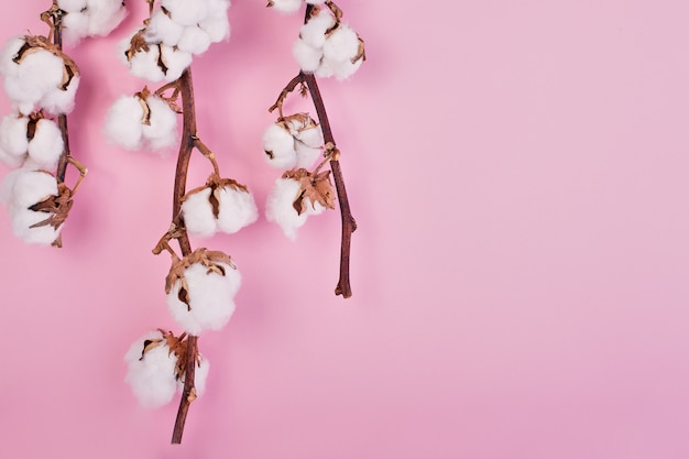 feminine light rose background with branch of cotton flower. 