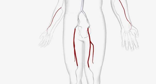 Foto l'arteria femorale è una grande arteria all'inguine che rifornisce