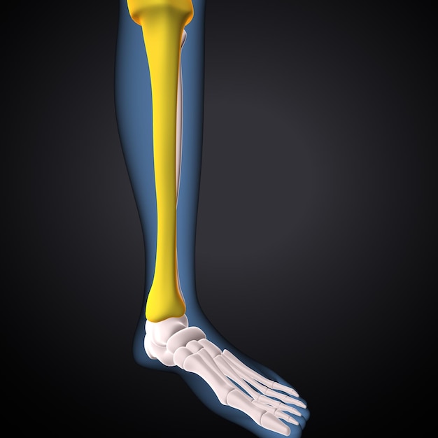 Photo femur bone human skeleton anatomy 3d rendering