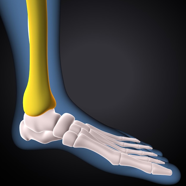 Femurbeen Anatomie van het menselijk skelet 3D-rendering